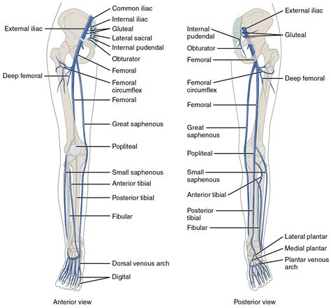 Module 33: Lower Extremity I – Neurovasculature | Pelvis and Hip – Anatomy 337 eReader