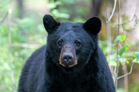 Black bear eyes staring Photograph by Dan Friend | Pixels