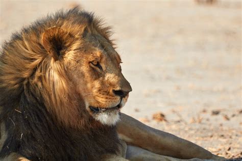 "Kalahari Lion" Images – Browse 2,068 Stock Photos, Vectors, and Video ...