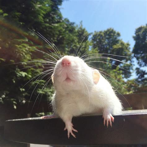 white rat in 2021 | Animals, Rats, Hamster