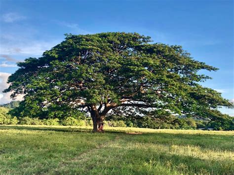 El árbol de guanacaste | NATIVU blog