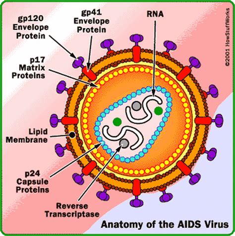 What is HIV/AIDS - Body, Mind & Spirit - ASGS Foundation