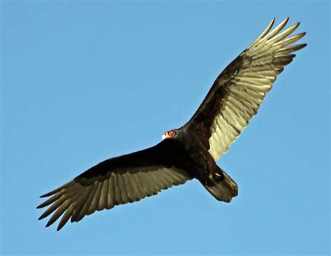 Turkey Vulture Facts - What Do Turkey Vultures Eat? - Where Do Turkey Vultures Live?