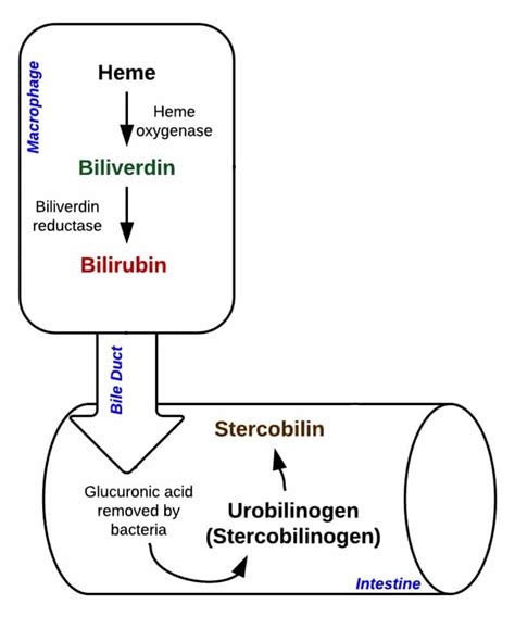 Jaundice - Pre, Intra, Post-hepatic - Management - TeachMeSurgery