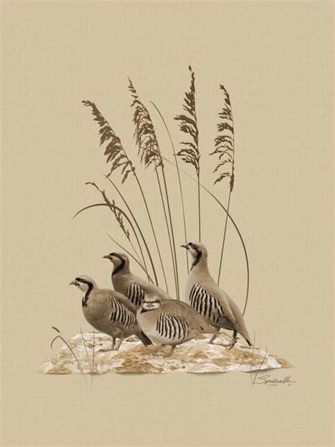 Stunning "Chukar" Artwork For Sale on Fine Art Prints