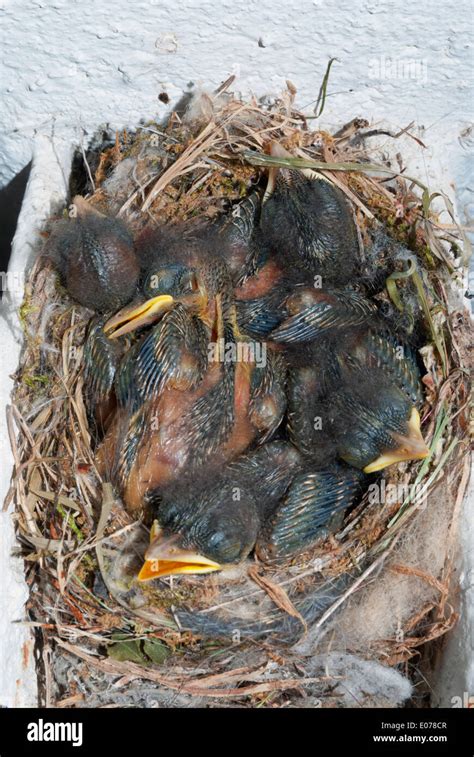 Spotted flycatcher nest hi-res stock photography and images - Alamy