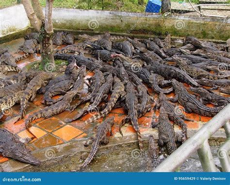 Feeding of Crocodiles on a Farm Stock Image - Image of mouth, teeth: 95659429