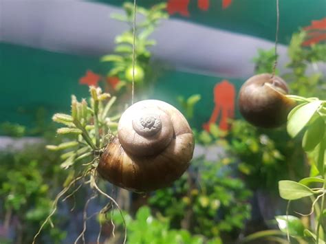 Japanese Trapdoor Snail 101: Care, Size, Breeding & More