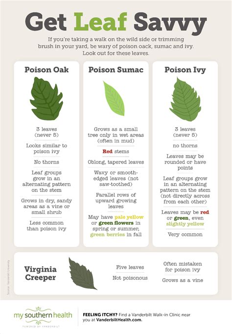 Infographic: Learn to Identify Poison Ivy, Oak, and Sumac | Identify poison ivy, Poison ivy ...