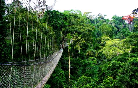 Nyungwe Forest National Park - Information, Facts & Tourism