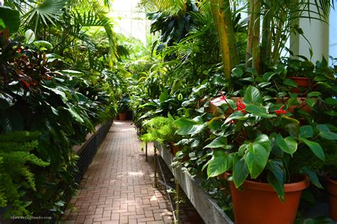 Winter Conservatory Tour Biltmore Estate ⋆ Shawna Coronado