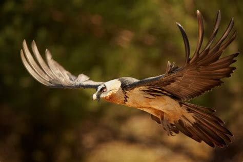 Bearded Vulture Facts - CRITTERFACTS