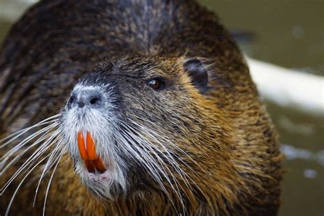 Nutria Facts (Myocastor coypus)