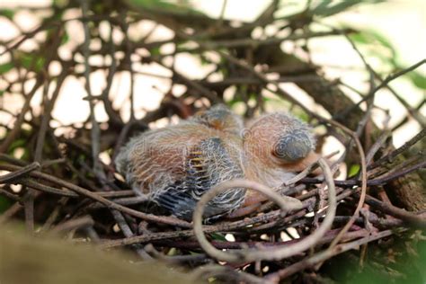 Pigeon Birds Nesting in the Garden Stock Photo - Image of background, bird: 93329020