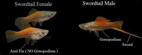 The Only Swordtail Fish Care Guide You Will Need | Fishkeeping Advice