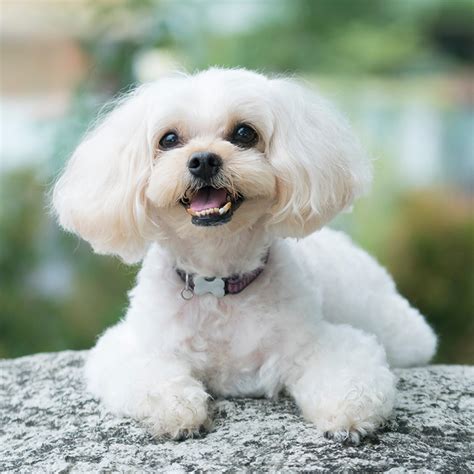 Shih Poo Puppies Breeders / Shih Poo Shih Tzu Poodle Mix Info Pictures ...