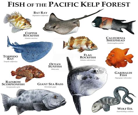 Marine Life of the Pacific Kelp Forest Poster Print - Etsy