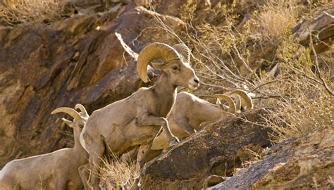 List of Endangered Animals of the Desert | Sciencing