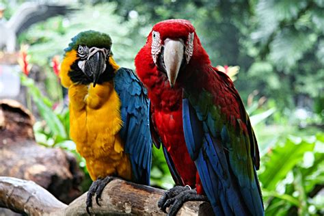 Macaw | The Animals Biography