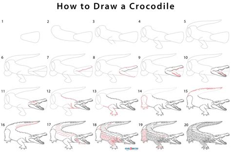 Crocodile Drawing Step By Step