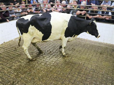 Cull cow prices steady though numbers are lower - Free