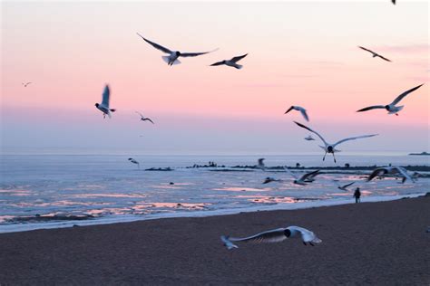 Photo of Flying Seagulls On Beach · Free Stock Photo