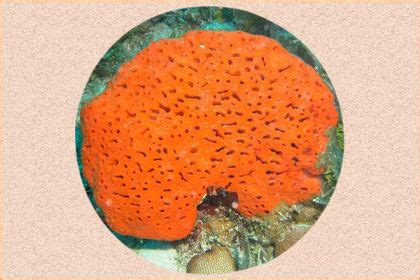 Sponge Coral - Healing Properties, Color, Power & Facts | Gemexi