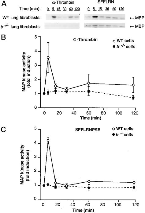 Thrombin and thrombin receptor agonist peptide effects on MAP kinase ...