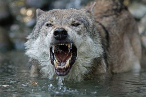 "Yes, I have something to say!" Most Beautiful Animals, Beautiful Wolves, Beautiful Creatures ...