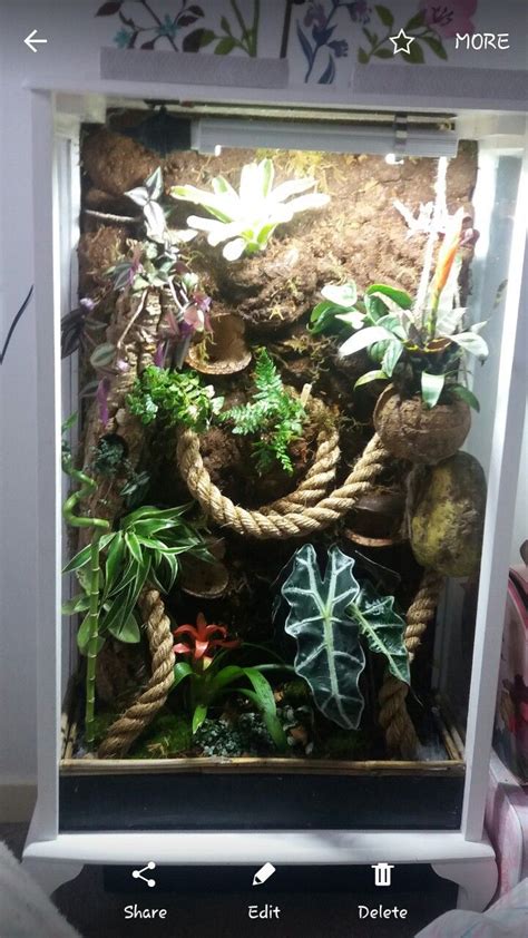 Crested Gecko Terrarium