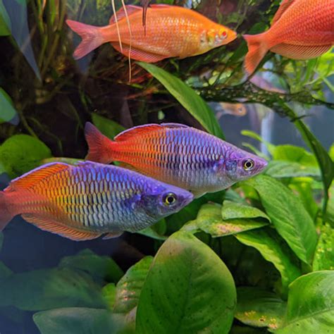 Bosmani Rainbow Fish - Wattley Discus