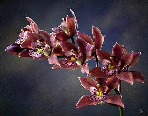 Brown Orchids 2 Photograph