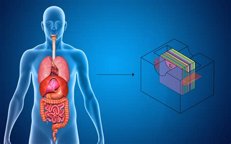 Creating and Commercializing a Human ‘Body Cube’ for Testing New Drugs | NIST