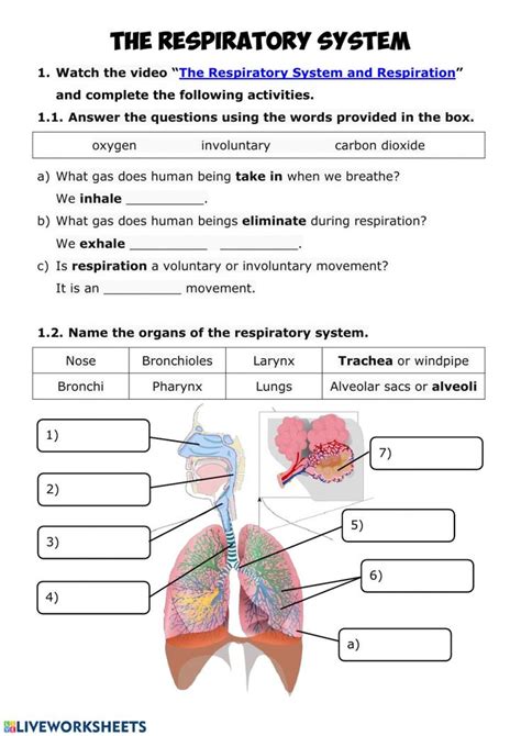 The Respiratory System Worksheet