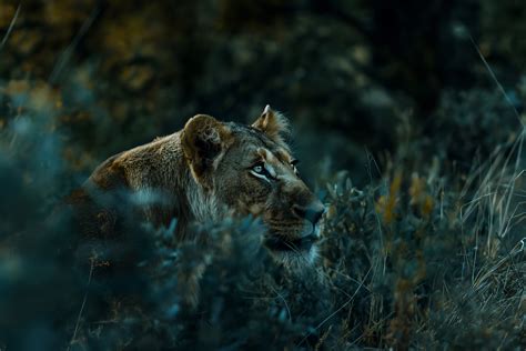 Wallpaper lion, 4k, Animals #16063