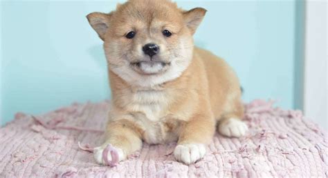 Shiba Inu.Meet Missy a Puppy for Adoption.