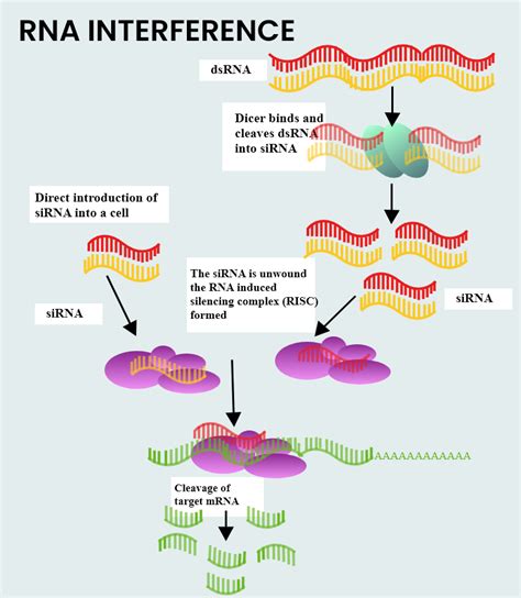 What is the main function of RNA interference?