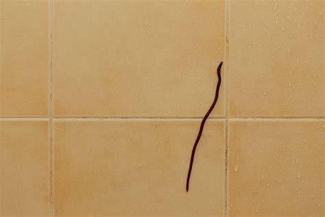 How to Get Rid of Black Worms in Bathroom and Prevent Them From Returning - Homenish