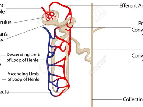 Loop Of Henle Diagram