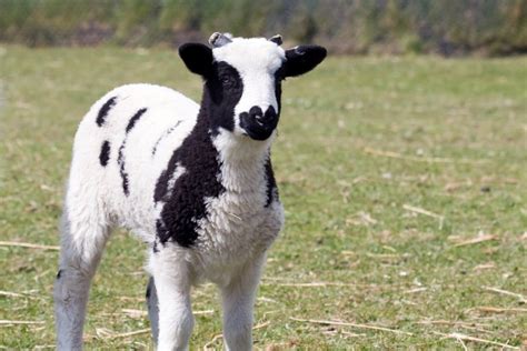 24 Heritage Sheep Breeds (A to Z List with Pictures) – Fauna Facts