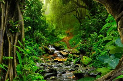 Interesting Amazon Rainforest Facts - Serious Facts