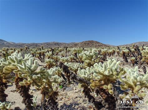 Cholla Cactus Garden in Joshua Tree National Park – Just Go Travel Studios