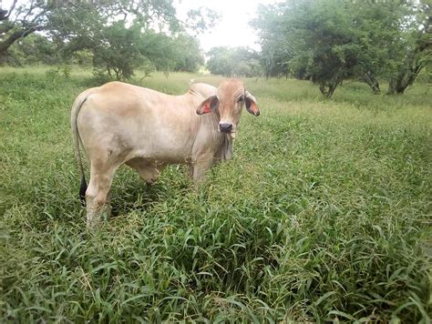 Boran Cattle Farming In Kenya Boran Brahman Cross