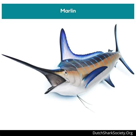 10 Big Differences Between a Swordfish vs. Marlin