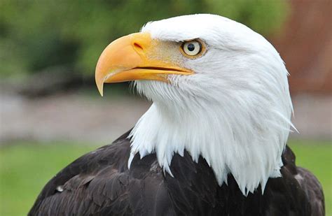 The 4 Eagle Types Of Florida And Where To Find Them