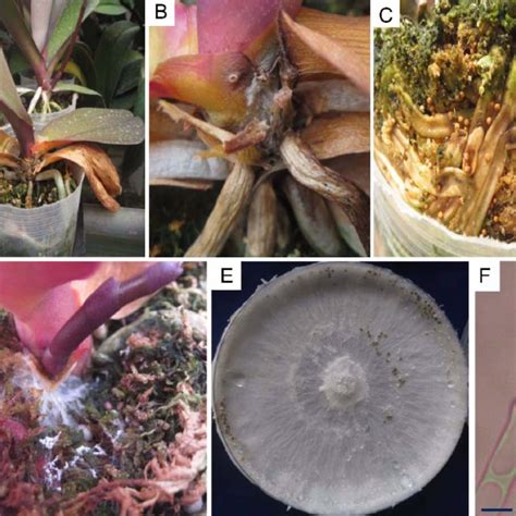 (PDF) Sclerotium blight of Phalaenopsis Orchids Caused by Sclerotium ...