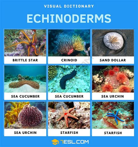 Echinoderms: List of Beautiful Echinoderms with Facts • 7ESL ...