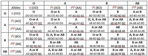 Blood Type Heredity | Biology Dictionary