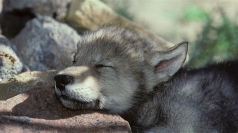 View source image | Wolf pup, Sleeping wolf, Wolf puppy