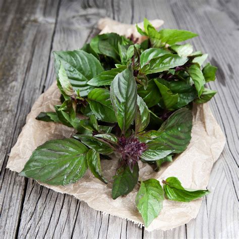 Basil Seeds - Thai | Herb Seeds in Packets & Bulk | Eden Brothers